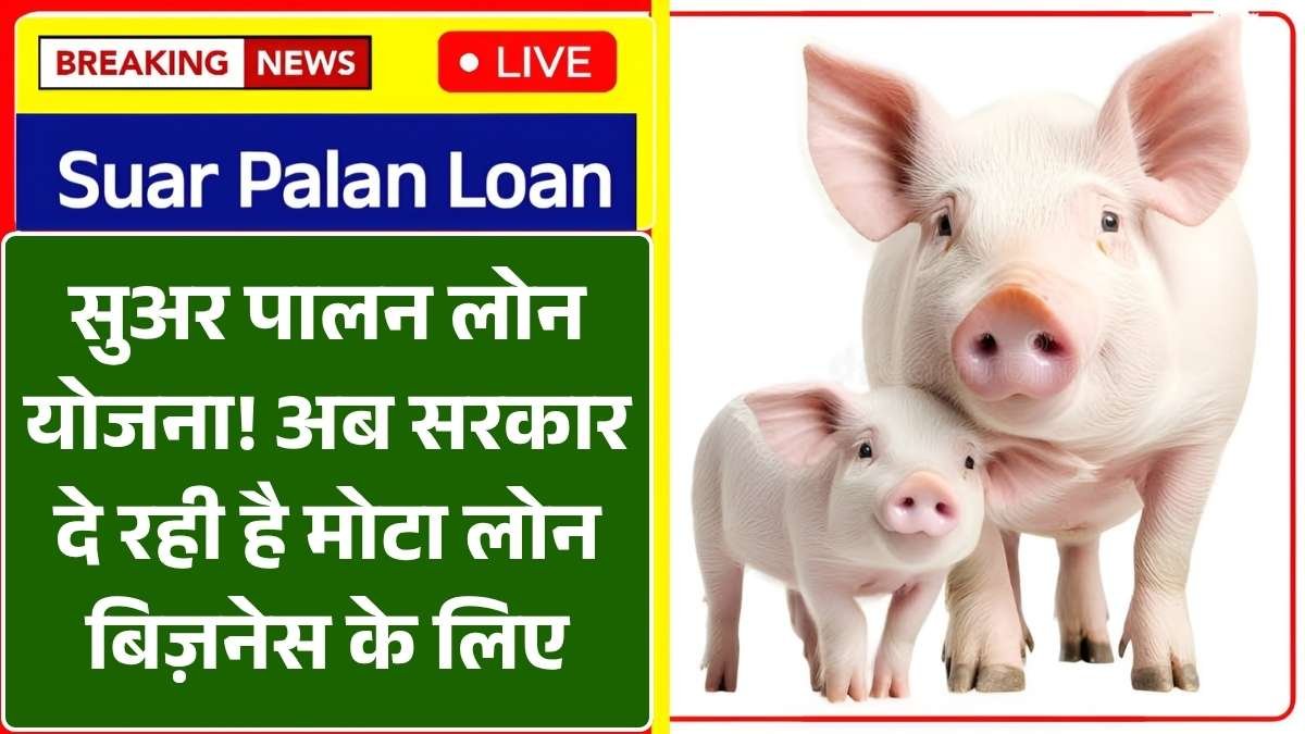 सुअर पालन लोन योजना शुरू! अब सरकार दे रही है मोटा लोन बिज़नेस के लिए – जानिए कैसे भरें आवेदन फॉर्म और पाएं पूरा फायदा – Suar Palan Loan Yojana